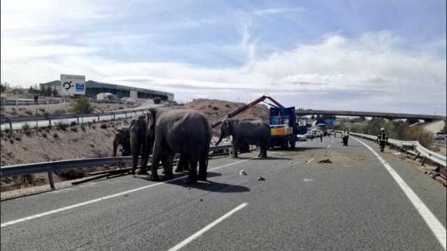 Elefanti Albacete Incidente