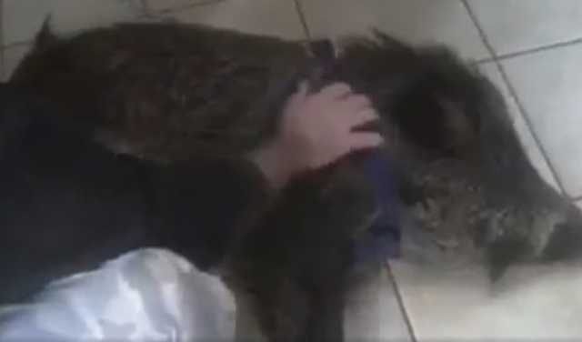 Cinghiale Bar Guinzaglio