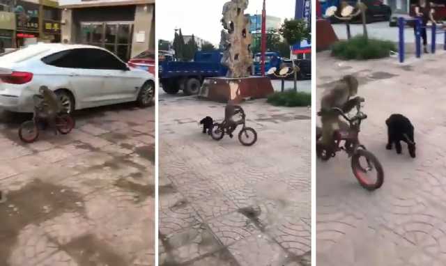 Scimmia In Bicicletta Ricnorsa Dal Cane