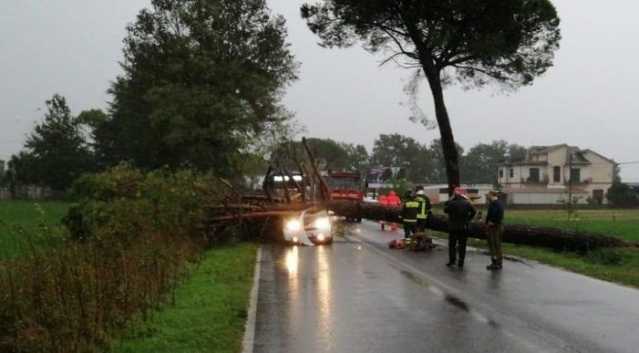 Albero Su Smart Frusinate
