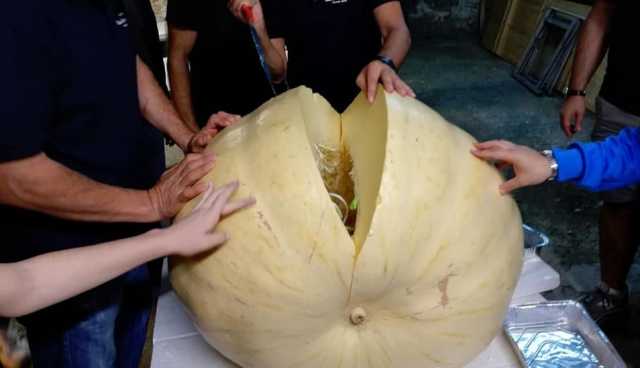 Zucca Record 1