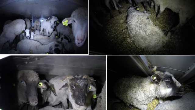 Agnelli Destinati Al Macello