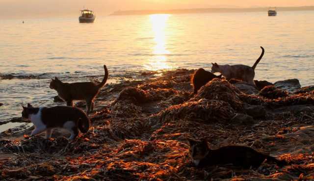 Colonia Felina Su Pallosu