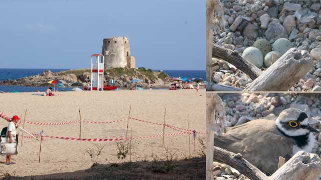 SPIAGGIA BARI SARDO UOVA FRATINO