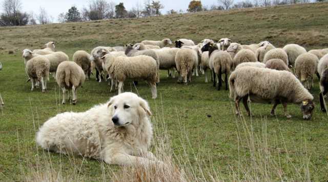 Cane Da Guardia Gregge