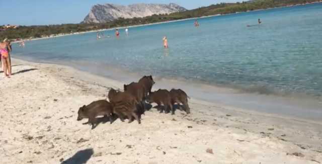 Cinghiali Spiaggi