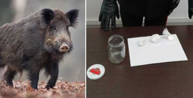 Cinghiale Cocaina