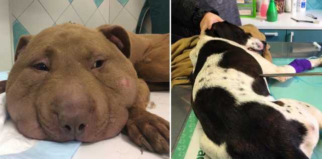 Palla Clinica Freccia