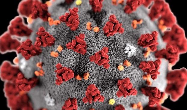 Coronavirus Tagliata 