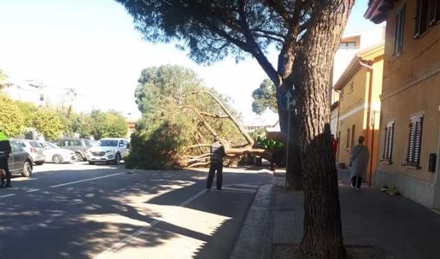 ELMAS VIA DEL PINO SOLITARIO