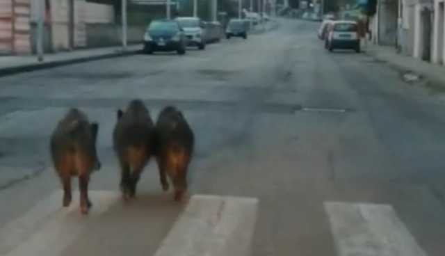 Cinghiali Sassari Ok