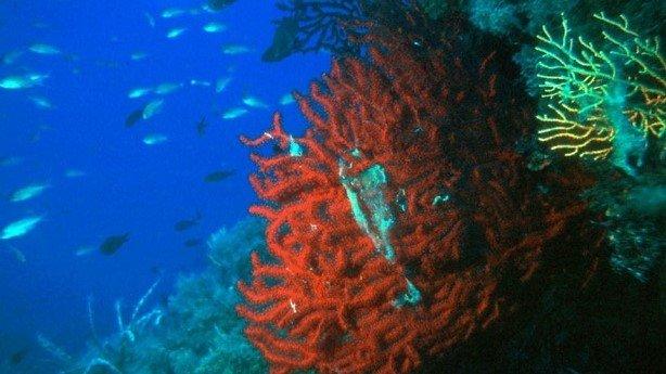 Coradderis in su comitadu consultivu regionale, sa Lega: “Unu resurtu de giudu”