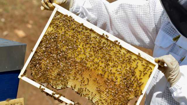 Tonnaras, apicolturas e allevamentu mìtiles: unu millione e mesu pro sas impresas micro, minores e mèdias