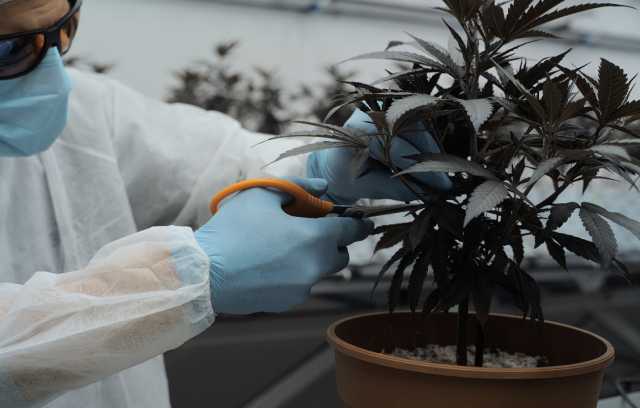 Cannabis Terapeutica