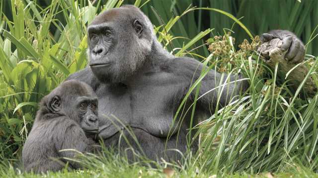 Gorilla Zoo San Diego