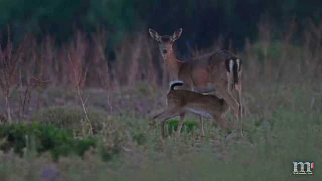 95 Biodiversita Nella Riserva Di Biosfera Moment