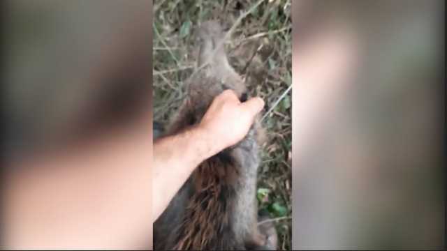 Cinghiale Liberato Ok