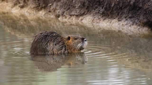 Nutria
