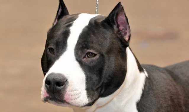 01 American Staffordshire Terrier E1464189373705 1200x947
