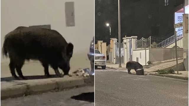 Cinghiale Rifiuti Nuoro