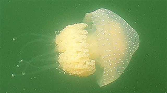 Medula Aliena Cagliair