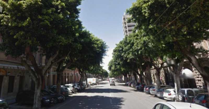 Viale Trieste Ficus