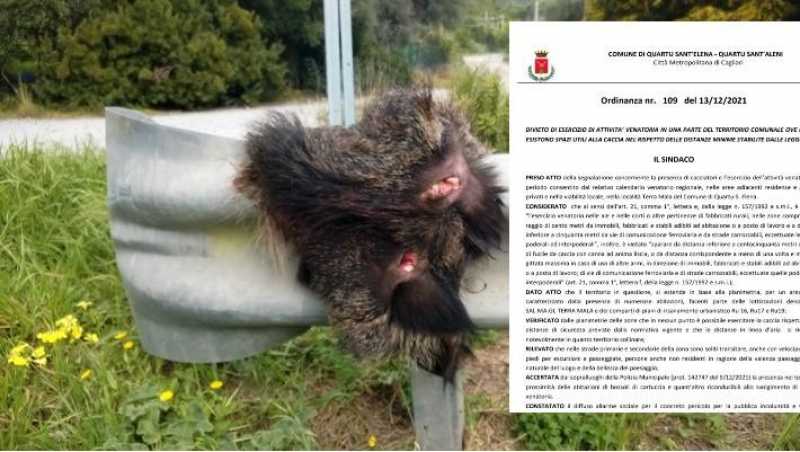 La teta di cinghiale 