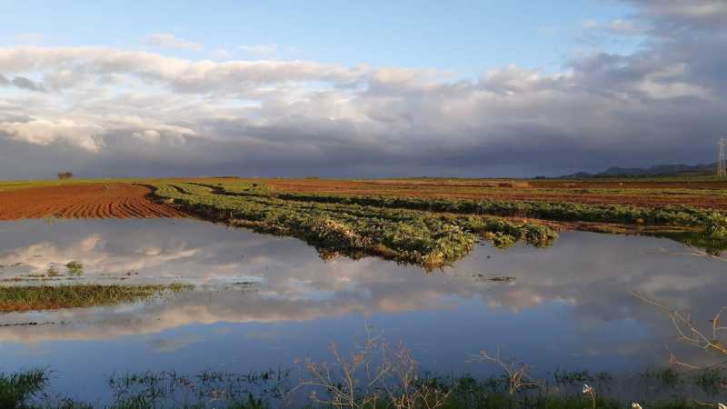 Campo di carciofi allagato 