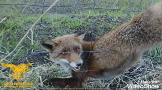 volpe liberata Siamaggiore