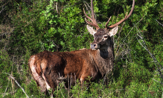 Un esemplare di cervo 