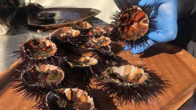 Stop alla pesca dei ricci