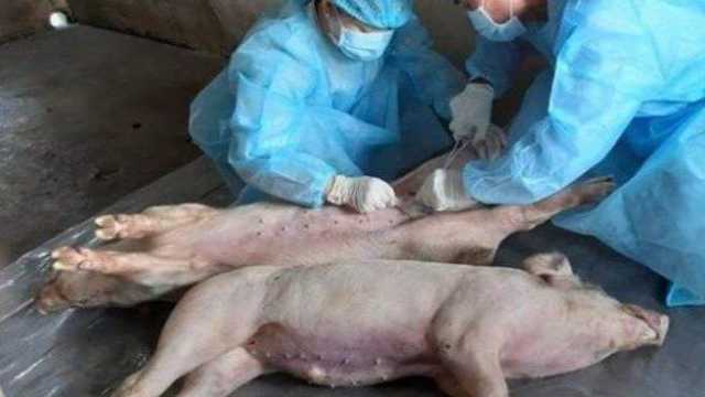 Peste suina in Piemonte 