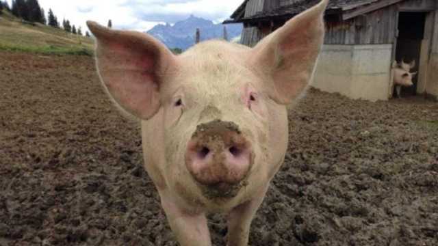 Allevamento di maiali