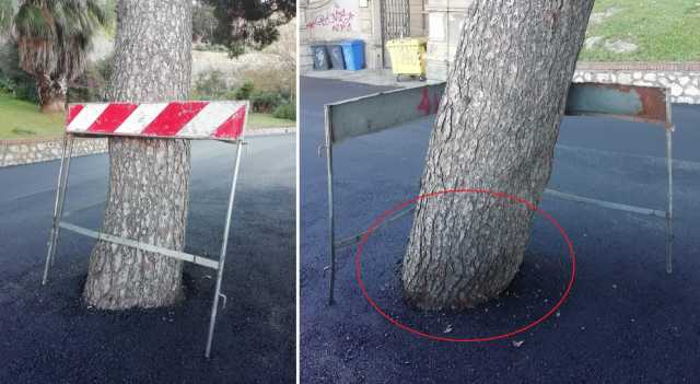 L'asfalto circonda gli alberi in via Porcell