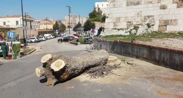 Gli alberi tagliati di via del Cammino Nuovo 