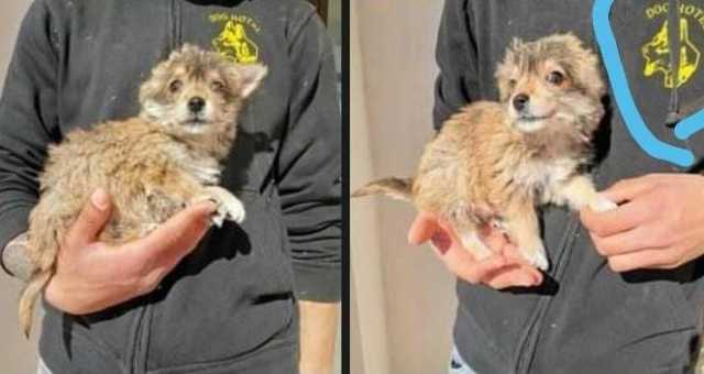 Il cane al centro della truffa