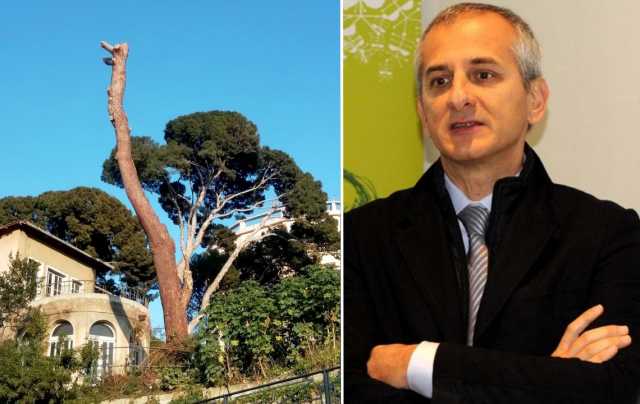 Bacchetta pino abbattuto