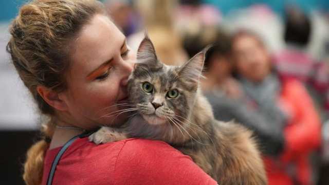 Gatti russi banditi dalle gare internazionali