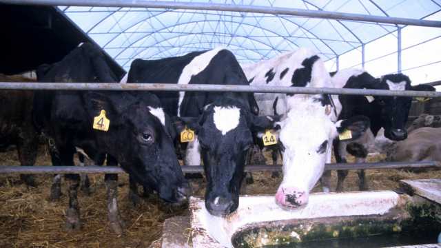 L'assessore all'Agricoltura Gabriella Murgia