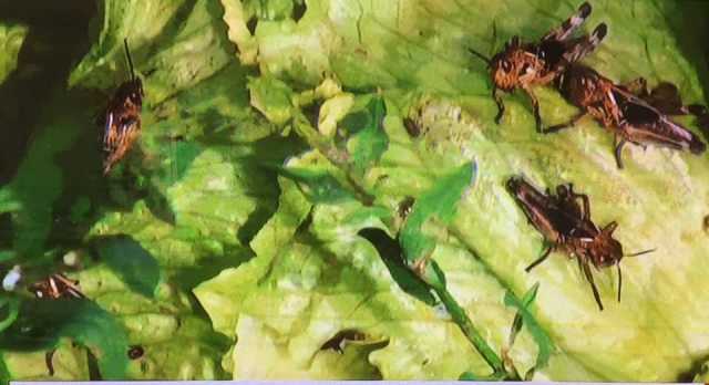 Cavallette, è già emergenza