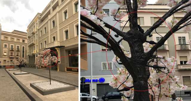 I finti ciliegi davanti a palazzo Doglio