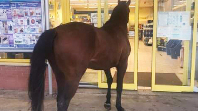 Il cavallo all'Eurospin di Ittiri 