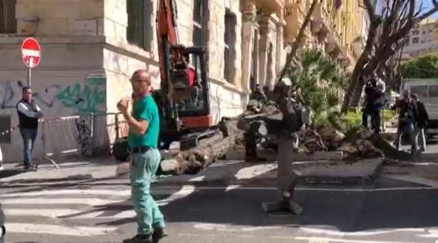 L'abbattimento della Jacaranda del Largo