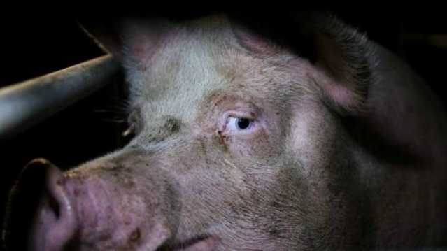 Il maiale verrà messo in un forno industriale