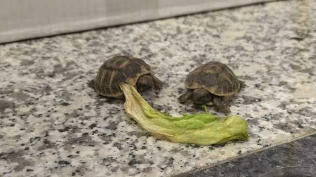 Tartarughe abbandonate