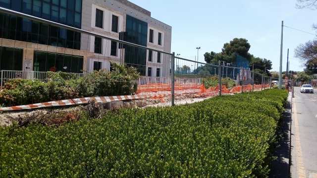 Gli alberi in via Dante non ci sono più