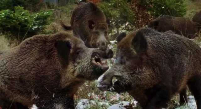 Danni causati da cinghiali e altri animali selvatici: "Risarcire anche agricoltori hobbisti"