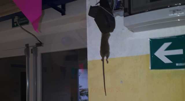 Flumini, scuola invasa dai topi: alunni trasferiti in un altro istituto