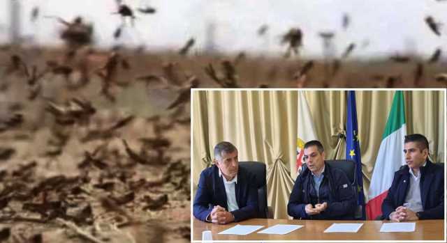 Invasione delle cavallette