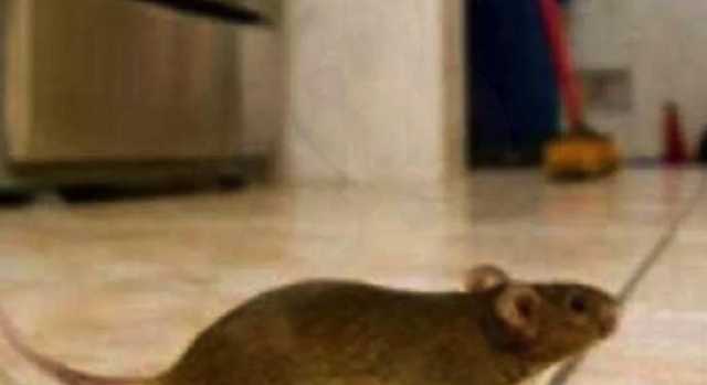 Cagliari, emergenza ratti a scuola: al via la disinfestazione nella primaria di via Santa Maria Chiara